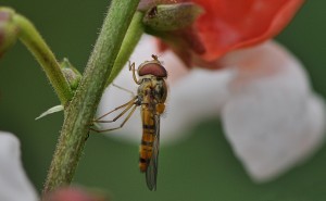 Phaseolus Coccineus and the Syrphidae          